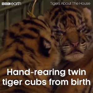 7M views · 87K reactions | New born tiger cubs are doing well, but need to be hand-raised by the zoo! | BBC Earth | Facebook