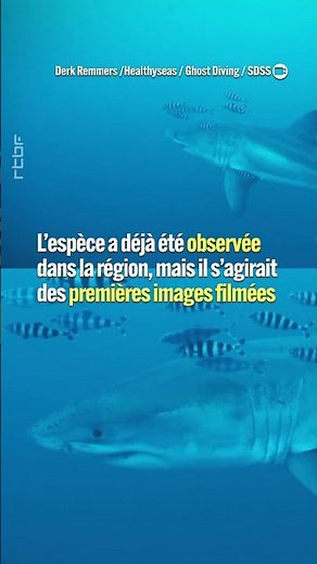 Un grand requin blanc filmé pour la première fois en Méditérranée - #rtbf #shorts