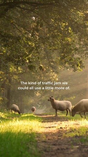 21 reactions | Let's normalize this kind of rush hour. | CalmRadio | Facebook