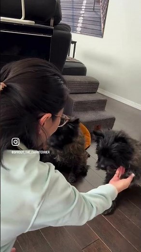 Cairn Terriers do Dog Tricks
