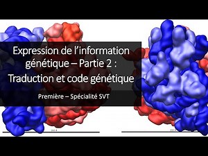 Cours Spé SVT 1eres - Expression de l'information génétique 2 : Traduction et code génétique