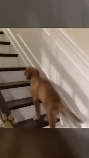 cute and funny animal compilation/😂😂😂😂😂😂😂/ #short | Really Fucking Cool Things