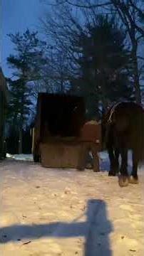 How I load my Horses on the Truck