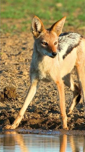 Jackal Survival Instincts 🐾 | Smartest Hunter of the Wild