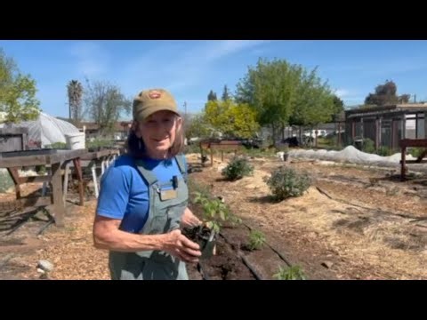 Planting Tomatoes: Tips