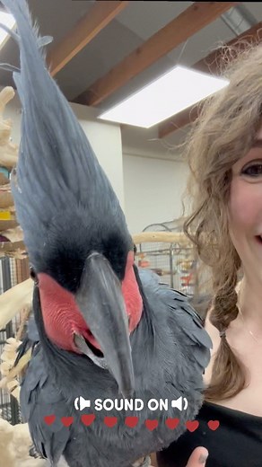 Sound on for Black Palm Cockatoo happy noises ❤️🦜 #blackpalmcockatoo #palmcockatoo #cockatoo #cockatoos #cockatoolife #cockatoosofinstagram #cockatoosofig #cuteanimals #cutebirds #happyparrot #soundon #parrot #parrots #parrotlife #loveparrots #parrotlove #parrotsofinstagram #parrotsofig #parrotstars #parrotstarsarlingtonheights | Parrot Stars