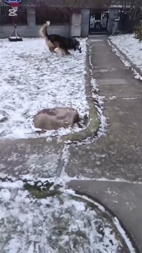 Active #animalcrossingnewhorizons #animalcrossing #pets #pets