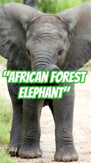 African Forest Elephant: The Hidden Builder of the Congo...
