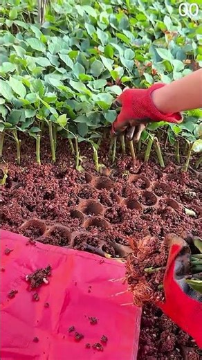 Red gloves prepare rooted cuttings for planting.