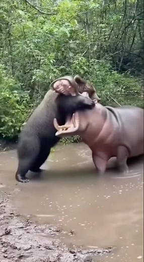 Grizzly Bear vs Hippo: Clash of Giants!