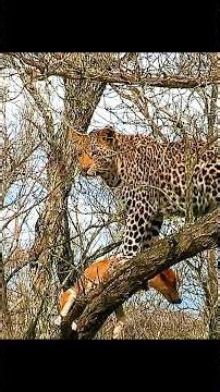 The world's most silent predator 🐆 #leopard #nature #shorts