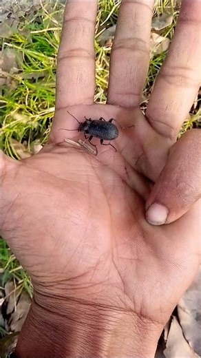 i love the brown one #anyuniqueanimals #beetle #nature #wildlife