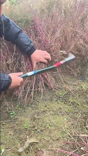 Title: DIY Natural Mosquito Repellent Incense from Mugwort - Simple Country Life Hacks