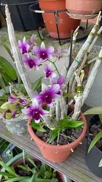 Orchid Dendrobium Phalaenopsis
