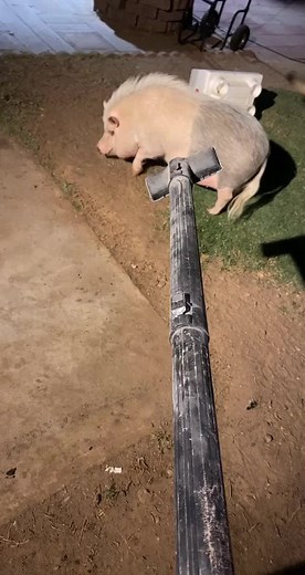 Boop #fyp #foryou #pig #pigsoftiktok