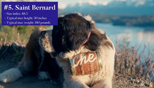 The 10 biggest dog breeds