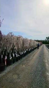Prunus Snow Fountains: A Stunning Little Weeping Flowering Cherry That's Perfectly Named! #garden