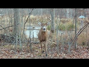 The Scent Dripper ..How to use for Whitetail Deer Hunting Success!