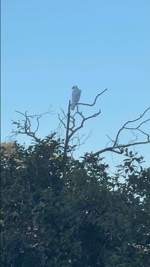 Conheça o único Gavião todo branco no mundo. Gray Goshawk ( White morph ) Tasmania Australia