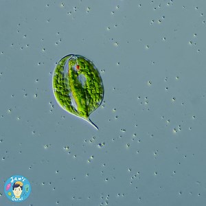 1.1K views · 90 reactions | Merlin’s bony knees! My book is out for...