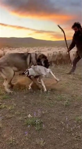 Spanish Mastiff: Guardian of the Castilian Plains
