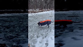 Dog digs for stick stuck in ice
