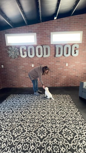 13 reactions · 3 comments | Why teach a pup to target or touch?...