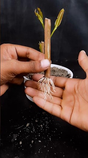 Learn to grow java plum plant from stem | 100% success growing tips #reels #gardening