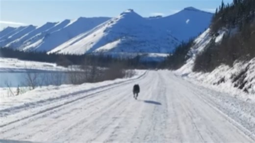 Wild Wolf Shows Impressive Speed On Snowy Road (Watch)