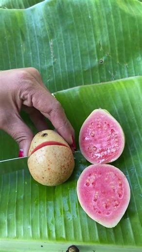 Red Guava Fruit #redguava