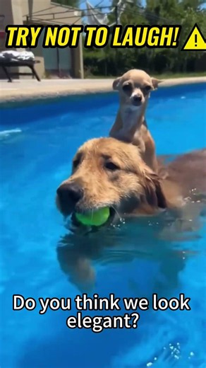 The ultimate funny dog compilation with the perfect beat. 🐕💨#funnydogvideos #dogfails#viralduet
