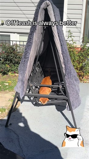 Going Rogue: The Unleashed Orange Cat Adventure