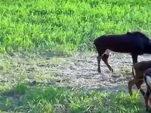 Sable Bow Hunting at V-Bharre Ranch