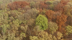 Aerial view of a beautiful autumn forest - Free Stock Video