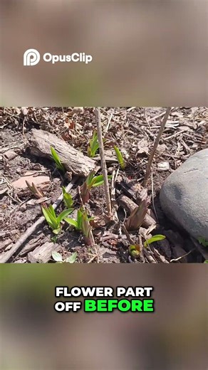 Garden Awakening Perennials & Bulbs Emerge!