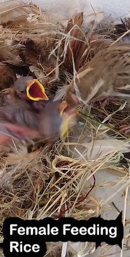 Sparrow Parents Feeding in Nest