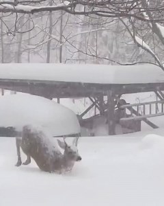 🦌❄️ 🎥 Giviko Didia Official | Rustavi 2 • რუსთავი 2