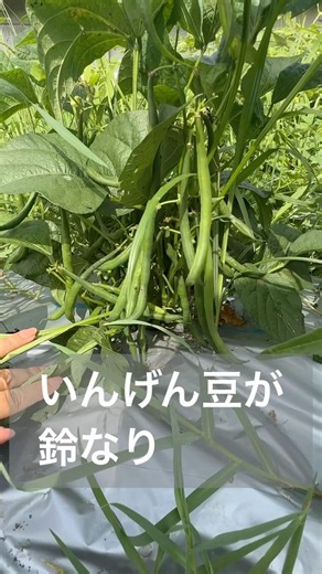 雑草に負けず、つるなしいんげん豆が沢山出来ています◡̈ #家庭菜園 #畑 #いんげん豆 #つるなしいんげん