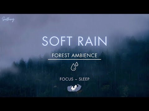 Soft Rain In Forest | NO ADS | Soothing Gentle Rain Sounds For Sleeping🌧