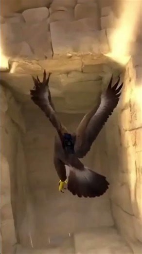 🦅 Un águila voló sobre la Pirámide de Giza… y descubrió esto.