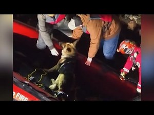 Man Arrested After Attempting To Rescue Dog From Steep Cliff