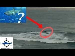 2021 Shark Attack Bite Banyans, Hawaii