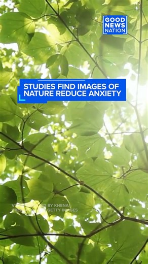 31K views · 105 reactions | Looking at nature — especially trees —...