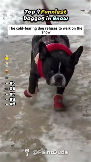 Top 9 Funniest Doggos In Snow