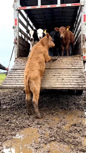 Cutest Calf Falls Out of the Truck 🥹🐄