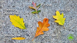 Know your oaks! While you're out enjoying the falling leaves, learn how to spot our many species of oak trees by the shape of their leaves. | New York City Department of Parks & Recreation