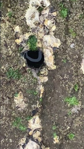 磯に空いたピトン跡（穴）の数は、人気のバロメーター。地元釣り人は木材や割り箸、木っ端を使ってハーケン、クサビ鉛代わりに使う人も多い。#shorts