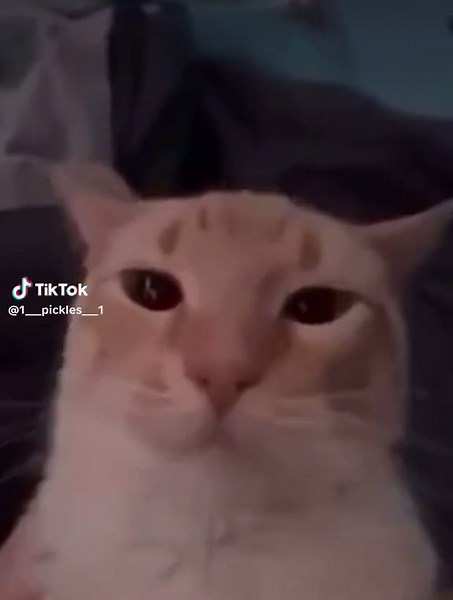 Ways to Settle IRS Debt Without Stress 🧏🏻‍♂️🤑