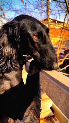 😳 The Saluki 🐕… a Moroccan dog that outruns the wind! 💨🔥