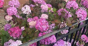 Gardener shares advice on how cut back Hydrangeas